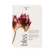 Dr. Hauschka Adventskalender 2026 bliss, cremefarbene Faltbox mit gepresstem rotem Klee